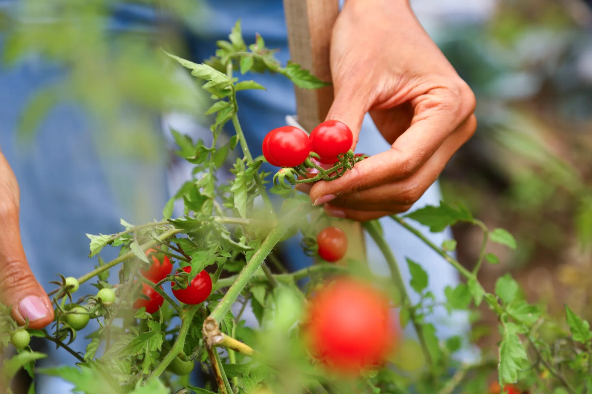 cherry tomato harvest as passion project ways to wellness